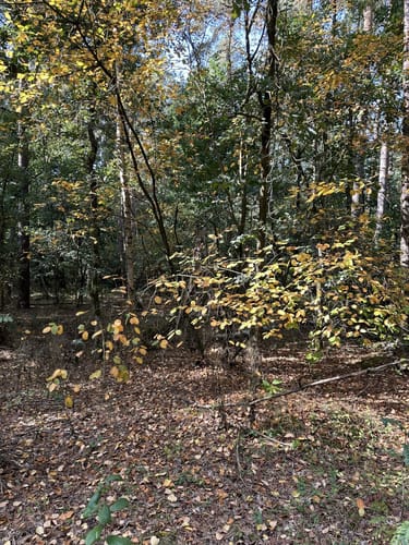Veerßener Wald Runde