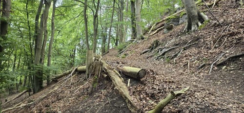 Gänsekerleweg P19 (Premiumwanderweg)