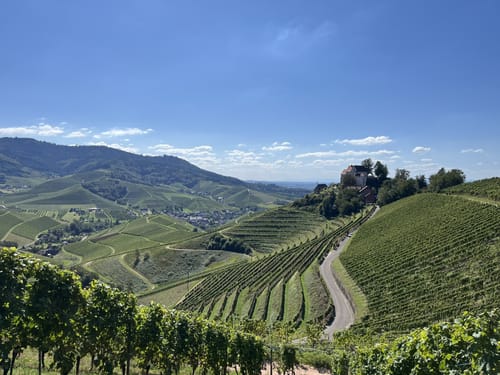 Durbacher Weinpanorama (Premiumwanderweg)