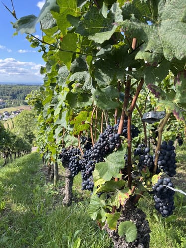 Durbacher Weinpanorama (Premiumwanderweg)