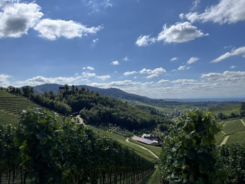 Durbacher Weinpanorama (Premiumwanderweg)