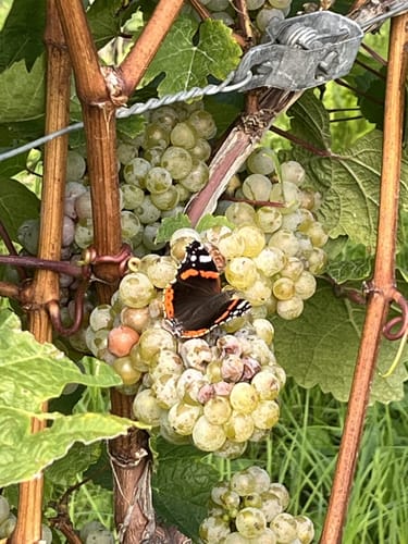 Durbacher Weinpanorama (Premiumwanderweg)