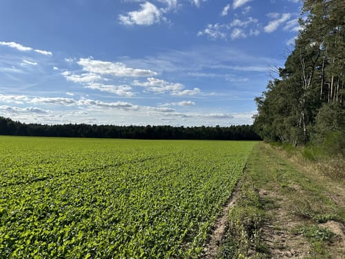 Veerßener Wald Runde