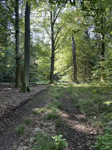 Veerßener Wald Runde