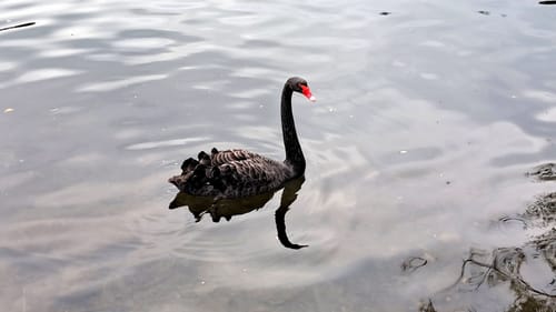 Um den Harkortsee