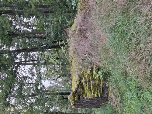 Böllstein - Burg Schnellerts