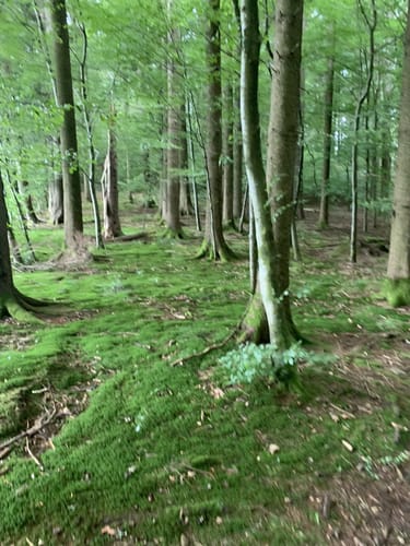 Panoramaweg Mühlenbach (Kleine Runde)