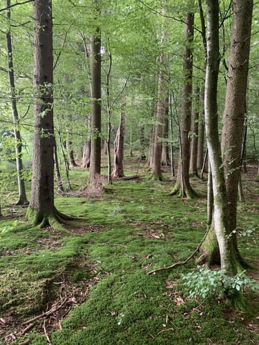 Panoramaweg Mühlenbach (Kleine Runde)