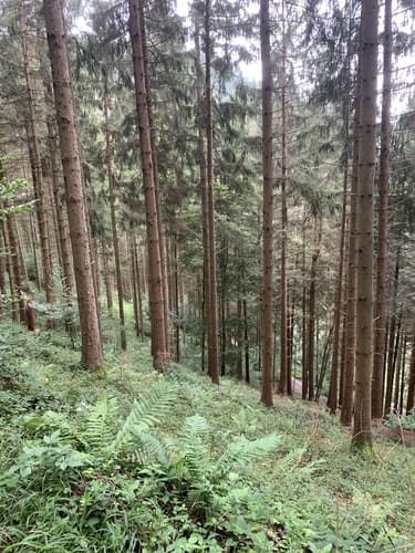 Panoramaweg Mühlenbach (Kleine Runde)