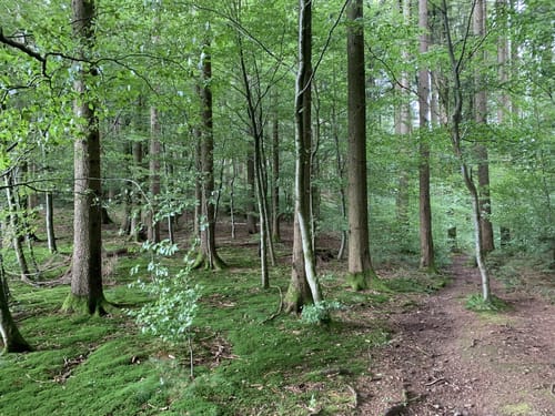 Panoramaweg Mühlenbach (Kleine Runde)