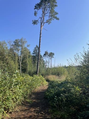 Heidschnuckenweg Etappe 9: Müden - Faßberg