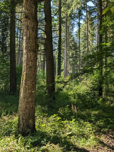 Nieheim: Wanderweg Klunsberg