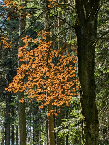 Nieheim: Wanderweg Klunsberg