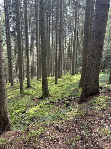 Von Binsfeld entlang der Militärbasis