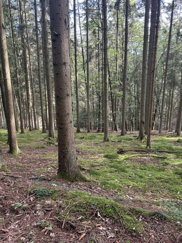 Von Binsfeld entlang der Militärbasis