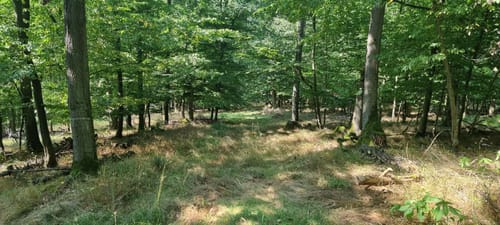 Söder Wald P7 (Premiumwanderweg)