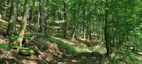 Söder Wald P7 (Premiumwanderweg)