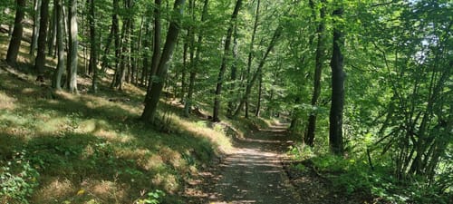 Söder Wald P7 (Premiumwanderweg)