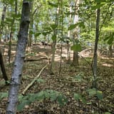 Scotts Gap Loop Trail, Kentucky - 1,021 Reviews, Map | AllTrails