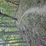 Scotts Gap Loop Trail, Kentucky - 1,030 Reviews, Map | AllTrails