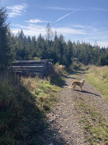Von Elsoff durch das Rothaargebirge