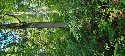 Schriesheimertal, Rippenweier und Ursenbach