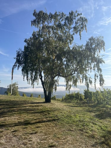 Moselsteig Etappe 8: Leiwen - Neumagen-Dhron