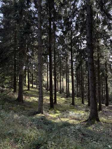 Biberpfad im Hürtgenwald