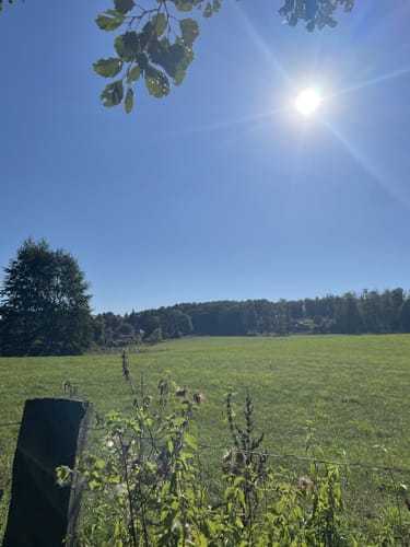Schorfheide: Buchenwald Grumsin