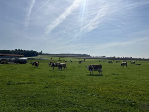 Weiden - Weilhammer - Mantel