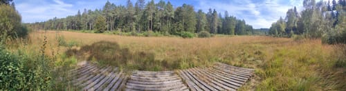 Ums Wiesbüttmoor und den Wiesbüttsee