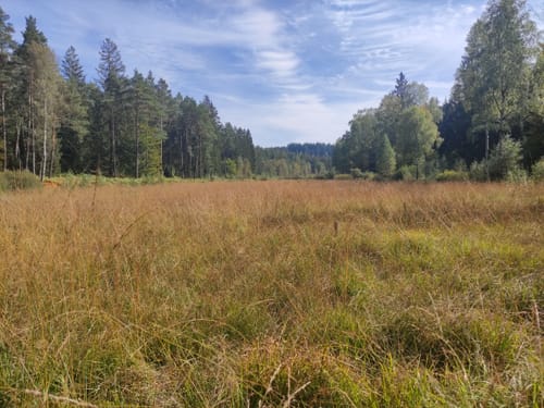 Ums Wiesbüttmoor und den Wiesbüttsee