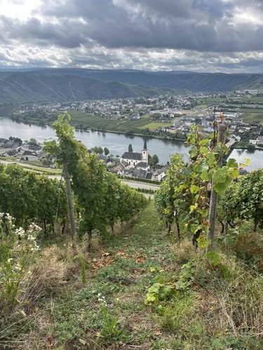 Moselsteig Etappe 9: Neumagen-Dhron - Monzel