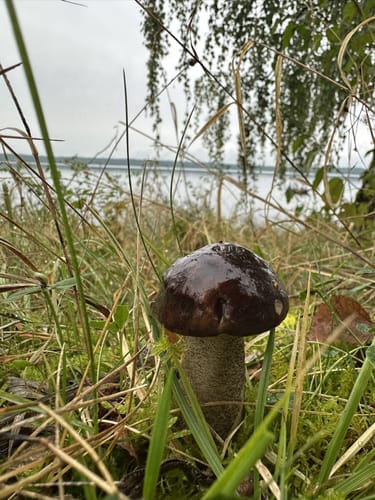 Am Muldestausee