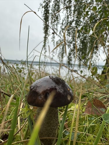 Am Muldestausee