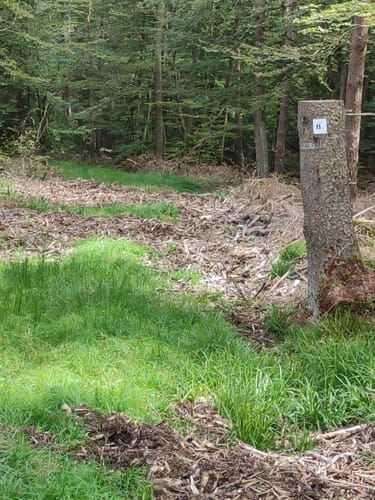 Rundwanderweg Schondraberg: Blauer Pilz