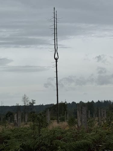 Rundwanderweg A4 (Willebadessen)
