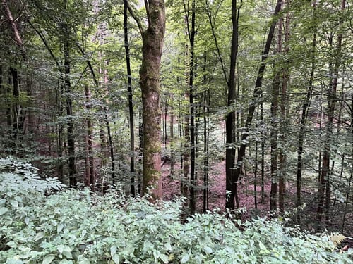 Rund um den Rothenberg (Vo 7)