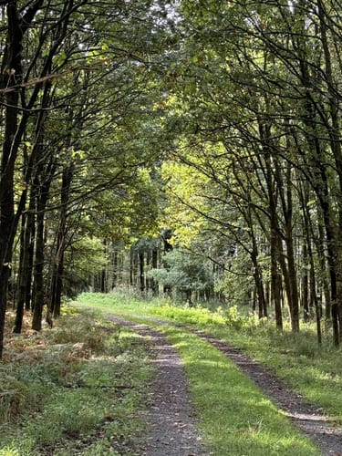 Rundwanderweg A4 (Willebadessen)