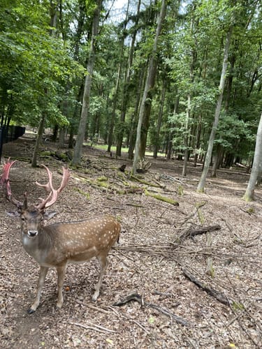 Tegeler Forst Rundweg