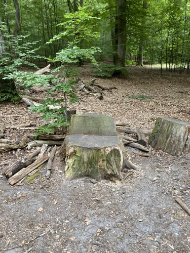 Tegeler Forst Rundweg