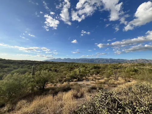 Cactus Forest Loop Drive, Arizona - 622 Reviews, Map | AllTrails