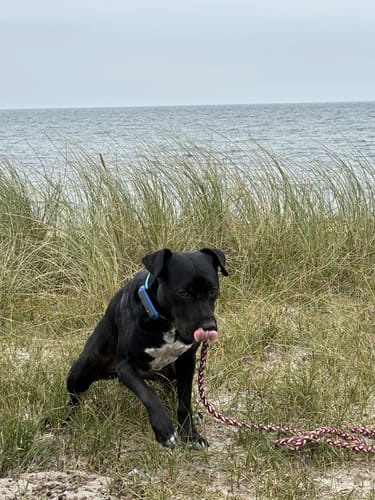 Um den Niobe Strand Fehmarn