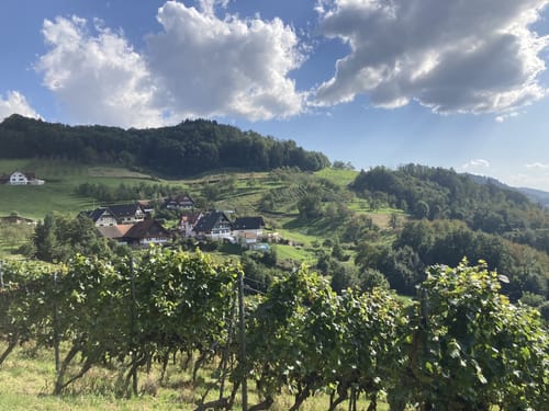 Ortenauer Weinschleife: Badens schönste Weinsicht