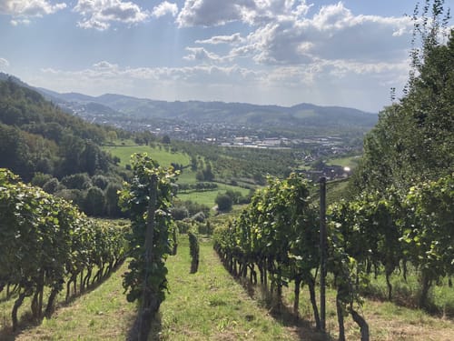 Ortenauer Weinschleife: Badens schönste Weinsicht