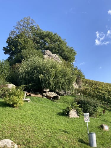Ortenauer Weinschleife: Badens schönste Weinsicht