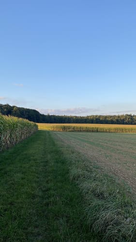 Auf dem Thalfinger Quellenweg durch den Großen Forst