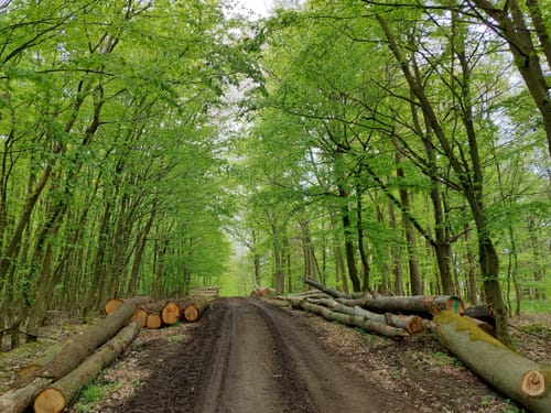 Im Markwald über Windrad 6 und Falkenkopf