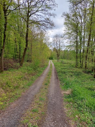 Im Markwald über Windrad 6 und Falkenkopf
