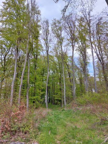 Im Markwald über Windrad 6 und Falkenkopf